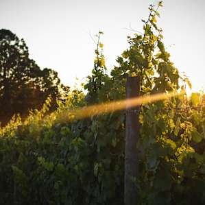 I love me some grape vines. Especially in this beautiful light.