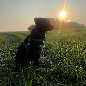Perfect for pups to run around!