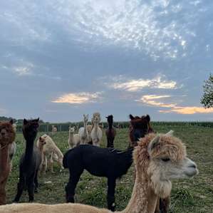 Alpacas Aren't Llamas