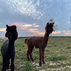 Alpacas Aren't Llamas