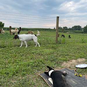 Alpacas Aren't Llamas