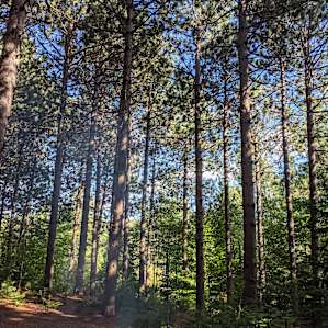 Knotty Pines