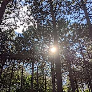 Knotty Pines