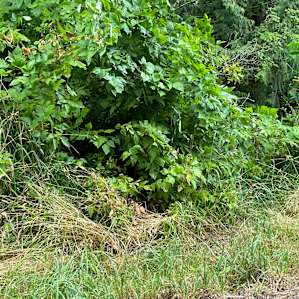 The overgrown stream access