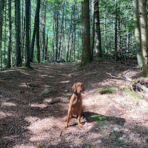 Waterfall & Brook Camping (3 sites)