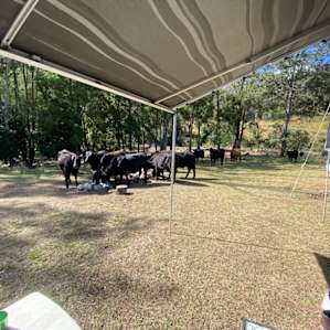 Cattle clean up