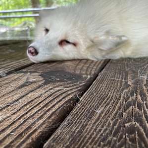 Animal Ed.ventures Sanctuary: ES #1