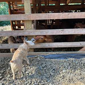 Coco getting kisses.