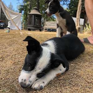 Puppies!