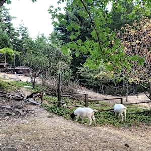 Free-range goats