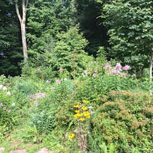 Mediation pollinators paradise