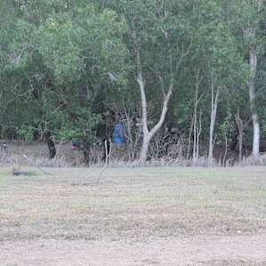 Camping spot behind the tree line
