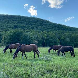 The mustangs casually grazing in the valley as we walk to our campsite :)