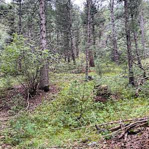 Blue Mountain Reserve