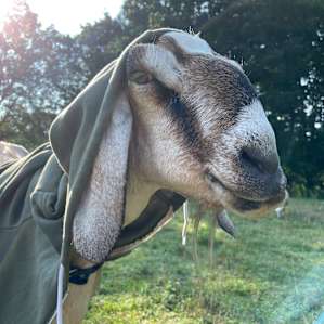 Sleep With Sheep! Creekside Camping