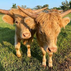 Highland yearlings