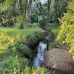 Stream near the campsite