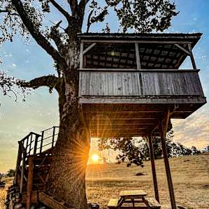 The treehouse at sunrise