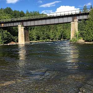 Among the Pines Along the River