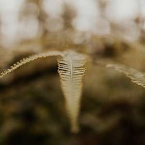 some plants at the farm!