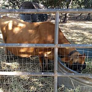 Beautiful pregnant cow