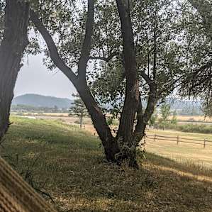 The view