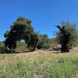 Stallion Oaks Ranch ~16' Yurt