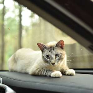 One of their sweet cats who almost tried to catch a ride home with us :)