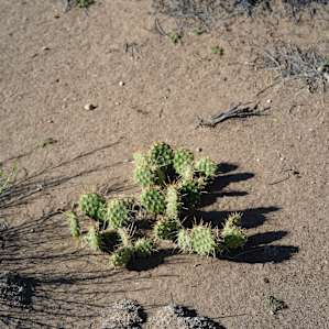 Cactus!