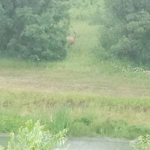 Visitor during storm