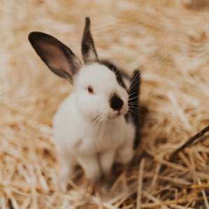 They had three sweet bunnies.