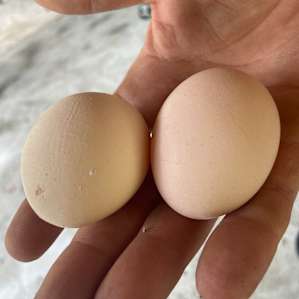 Farm fresh eggs