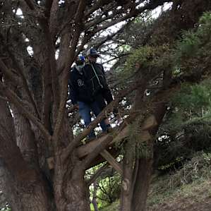 A fun climbing tree!