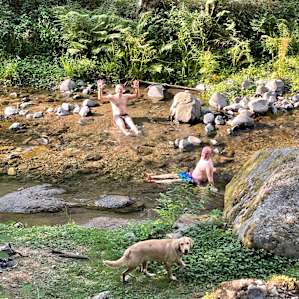 Our friends trying to stay cool in the creek.