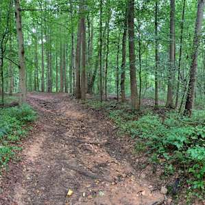 Trail