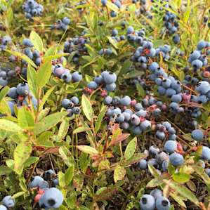 Blueberry Fields Forever