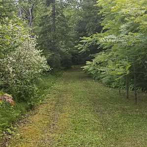 This is a car camping location, no electricity at this location.