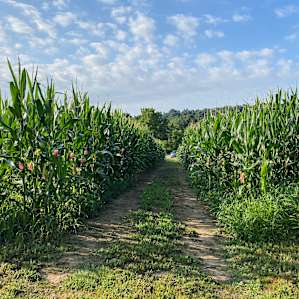 looking from the corn to the road
