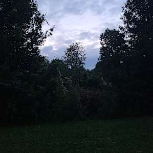 Cedar Peace