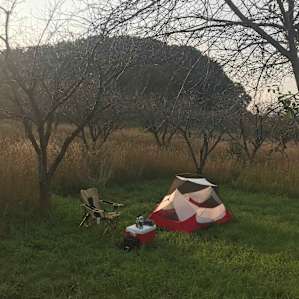 Orchard campsite