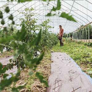Our wonderful host offered a tour of the farm, this taken was in their new greenhouse!