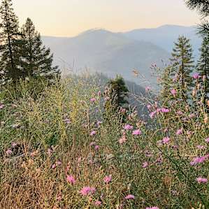 wildflowers and mountain view (a bit hazy from the fires)
