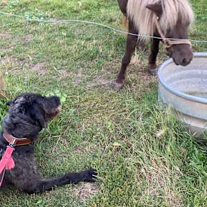 My dog wanted to play with the horse. I think he thought she was another dog.