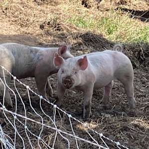 We enjoyed watching these little guys. They were quite comical.