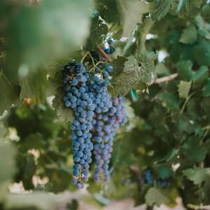 The vineyards.