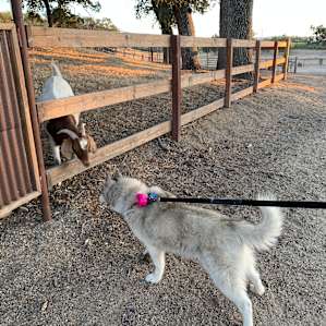 Our dog wanted to meet the goat