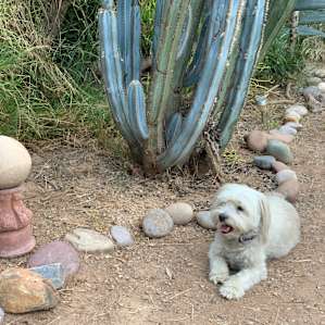 What a sweet little guard