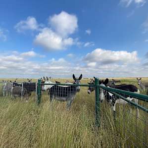 Spectacular Skies & Donkey Paradise