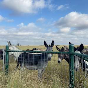 Spectacular Skies & Donkey Paradise