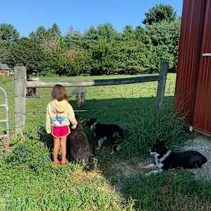 Loving life with the dogs